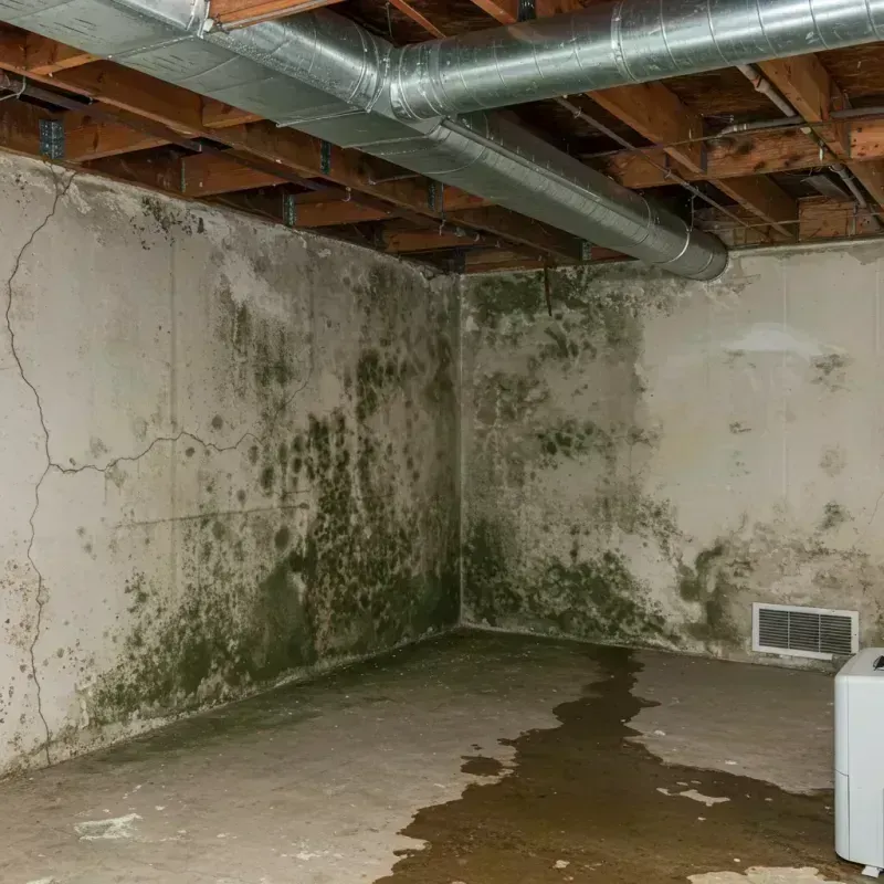 Professional Mold Removal in Frazee, MN